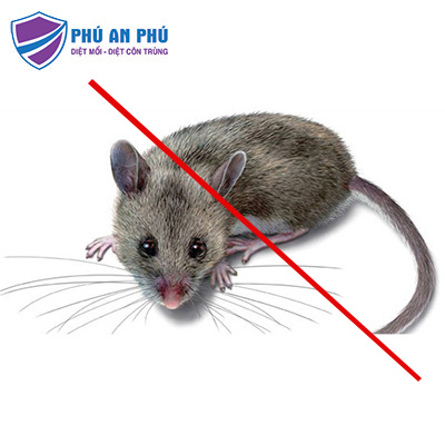 dịch vụ diệt chuột