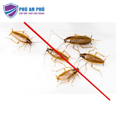 dịch vụ diệt gián