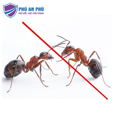 dịch vụ diệt kiến