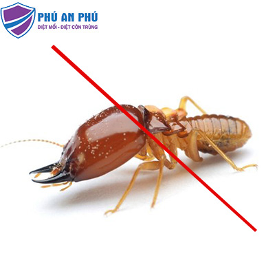 dịch vụ diệt mối