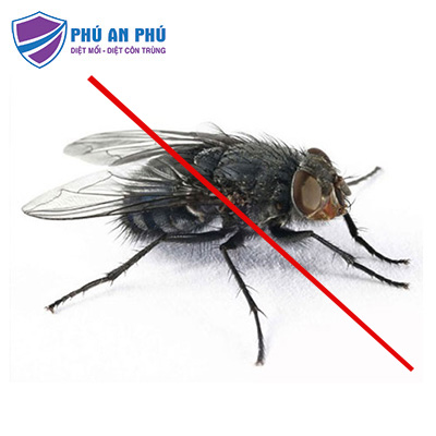 dịch vụ diệt ruồi