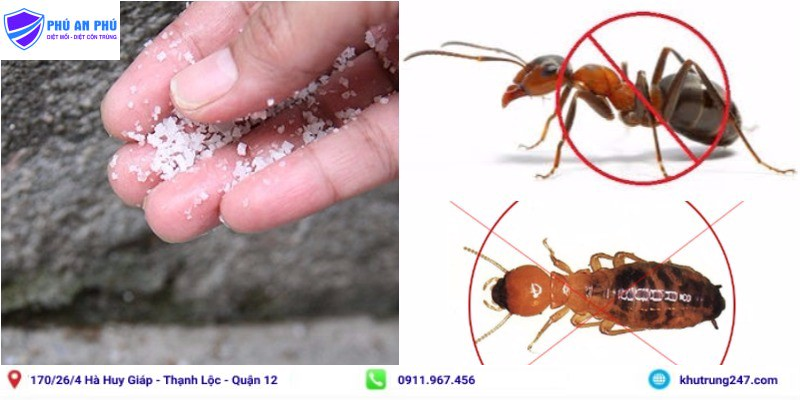 Tổng hợp các cách diệt mối nhanh và hiệu quả