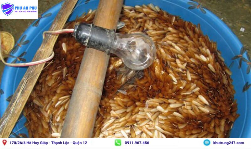 Cách diệt mối cánh bằng đèn bẫy mối