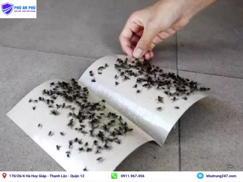 Cách diệt ruồi trong quán ăn bằng bẫy dính nhựa