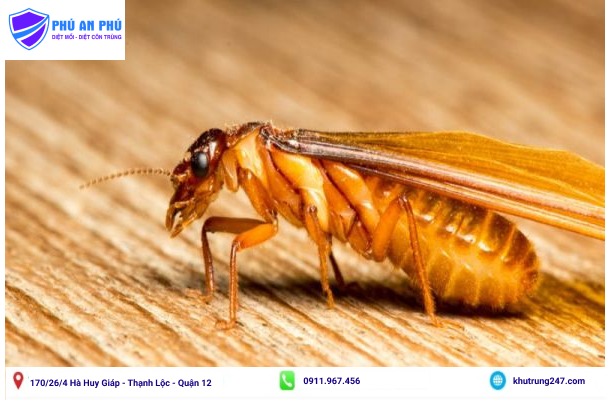 Cánh nhận biết mối cánh để tiêu diệt