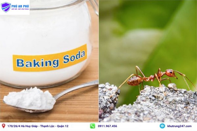 Cách diệt kiến cho cây bằng bột baking soda