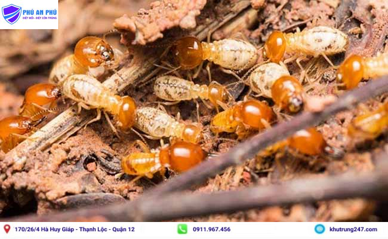 Cách diệt mối bằng bả - Khutrung247