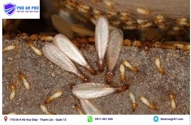 Tiêu diệt kiến cánh để loại bỏ mối nguy hại trong nhà
