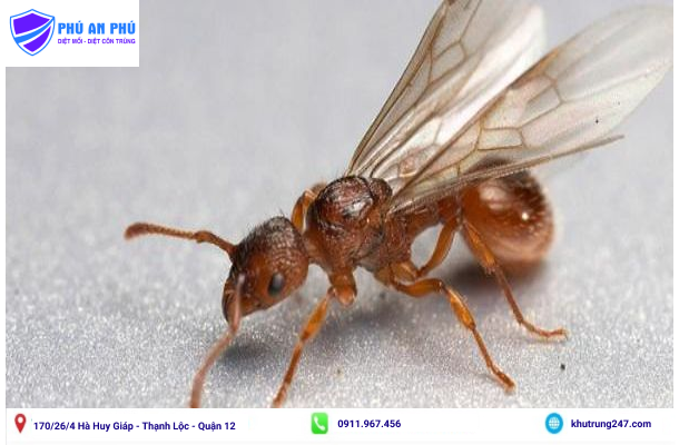 Tổng hợp các cách diệt kiến cánh hiệu quả nhất