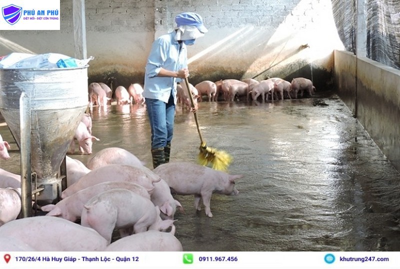 Dọn dẹp các chất thải hữu cơ để việc khử trùng chuồng trại hiệu quả hơn