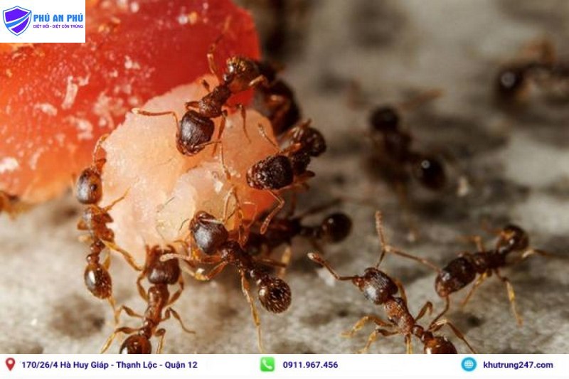 Sử dụng hàn the để tiêu diệt kiến cho cây hiệu quả