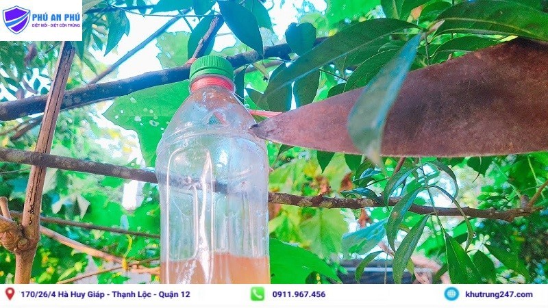 Làm bẫy từ chai nhựa diệt ruồi vàng