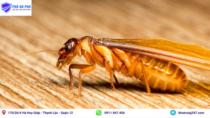 Cách Diệt Mối Cánh Bay Vào Nhà Nhanh Và Tận Gốc
