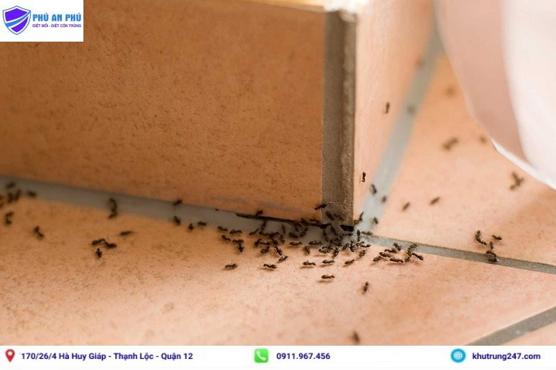 Thuốc diệt kiến sinh học - Cách diệt kiến gió trên giường hiệu quả nhất