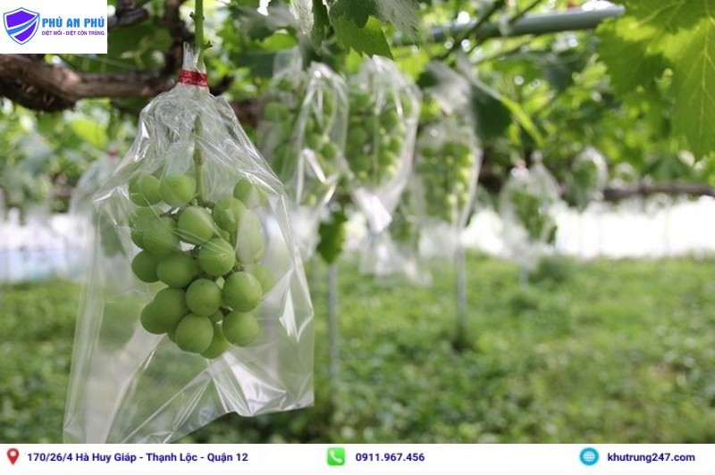 Sử dụng túi bảo vệ quả phòng chống ruồi vàng