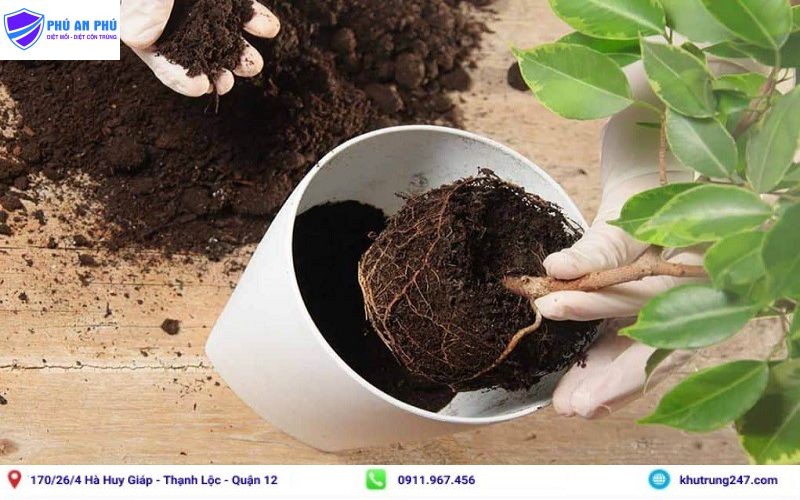 Trồng lại cây để diệt kiến trên cây