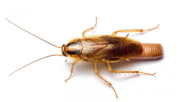 cách diệt gián đức
