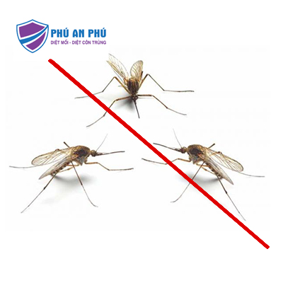 Dịch vụ diệt muỗi