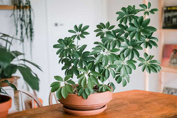 cây cảnh diệt muỗi
